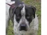 Adopt Alex a Cattle Dog Hound