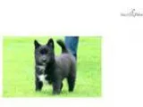 Anchor - Pomsky Male
