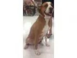 Adopt Albert a Boxer