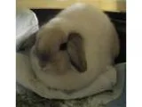 Adopt Sunshine-pending adoption a Holland Lop