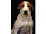 Adopt Buttercup a White - with Tan Yellow or Fawn Hound (Unknown