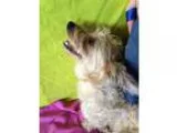 Adopt Scotty a West Highland White Terrier Westie