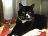 Adopt Kittens a Orange or Red Tabby Domestic Shorthair (short co