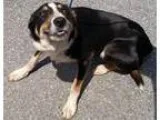 Adopt 16416 Adopted a Collie Border Collie