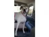 Adopt Evie - FOSTER NEEDED a Boxer