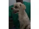 Adopt Gabby a Miniature Poodle  Mixed dog in Santa Paula CA (152