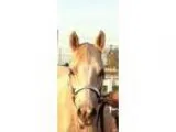 Reg. Halter bred palomino mare for sale. Kid Clu breeding.