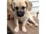 Adopt Fudge (courtesy listing) a TanYellowFawn - with Black Pug 
