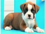 Affectionate MF Boxers puppies Ready for Sale