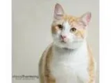 Adopt Cannon a Domestic Short Hair - orange and white Tabby