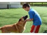 Adopt Chance a German Shepherd Dog Golden Retriever