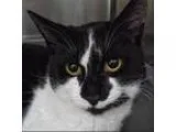 Adopt Polly a All Black Domestic Shorthair  Mixed cat in Norfolk