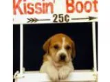 Adopt Peter Pan a White - with Tan Yellow or Fawn Hound (Unknown