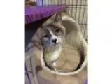 Adopt Sheba a Cream or Ivory Siamese (short coat) cat in Santa C