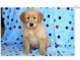 Petey - Golden Retriever Male