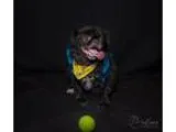 Circuit Tester and Anaylizer - Gardner Bender - NEW