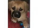 Adopt Auburn a Anatolian Shepherd  Mixed dog in Oceanside CA (15