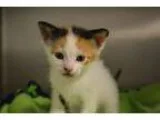 Adopt Ava a Calico or Dilute Calico Domestic Shorthair (short co