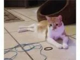 Cute Orange Tabby for Adoption 2 12 Years Old