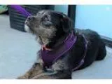Adopt Molly a BrownChocolate - with Black Terrier (Unknown Type