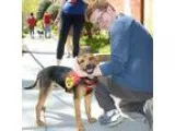 Adopt Sumo (Has application) a Black - with Tan Yellow or Fawn S