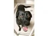 Adopt Nimby a Labrador Retriever  Mixed dog in Oakland CA (15426