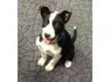 Betty - Female PugChihuahua Mix
