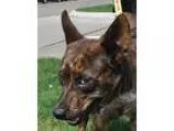 Adopt TRAPPER a Terrier Cattle Dog