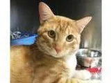 Adopt Copper a Orange or Red (Mostly) Domestic Shorthair  Mixed 