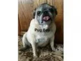 Adopt Pug Boy a TanYellowFawn - with White Pug  Mixed dog in Gra