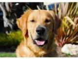 Adopt Bogie a RedGoldenOrangeCh estnut Golden Retriever  Mixed d