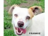 Adopt Frankie a Jack Russell Terrier (Parson Russell Terrier) Da