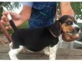 Male And Female Beagle Puppies