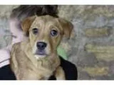 Adopt Vega a Pit Bull Terrier  Mixed dog in Baltimore MD (156276