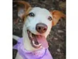 Adopt Kaye a Dachshund Jack Russell Terrier