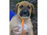 Adopt Italia Pup - Milano - Adopted a Labrador Retriever