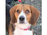 Adopt Paul a Beagle  Mixed dog in Ann Arbor MI (15278360)