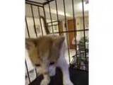 Adopt Monroe a Orange or Red (Mostly) Domestic Shorthair (short 