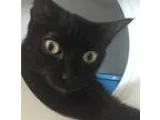 Adopt Samantha a All Black Domestic Shorthair  Mixed (short coat