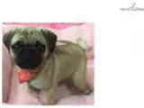 Minnie cute Pug Puppy for Sale Queens NY
