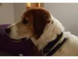 Adopt Jed a Basset Hound