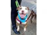 Adopt Ginny Faye a BrownChocolate - with White Pit Bull Terrier 