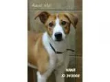 Adopt Nana a Hound (Unknown Type)  Collie dog in Camden DE (1536