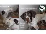 Adopt Jasmine (CA) a English Pointer