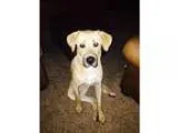Adopt Brutus a Golden Retriever  Great Dane  Mixed dog in Chaska