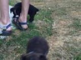STEP MASTER