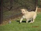 Adopt Handsome Sheldon a RedGoldenOrangeCh estnut Chow Chow  Ret