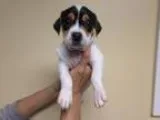 Adopt Mama Mask a Jack Russell Terrier Beagle