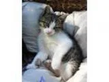Adopt KITTENS - LITTLE BEAUTIES a Domestic Mediumhair  Mixed (me