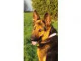 Adopt Kiki a German Shepherd Dog
